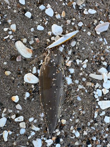 ウシノシタの釣果