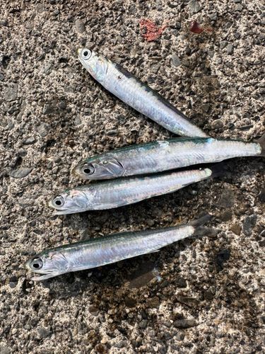 カタクチイワシの釣果