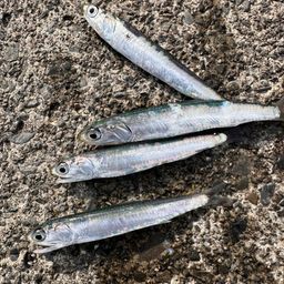 カタクチイワシ