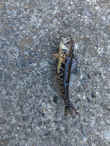 三陸海岸（青森）