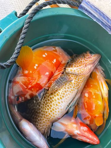 メイチダイの釣果