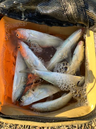 若洲海浜公園海釣り施設