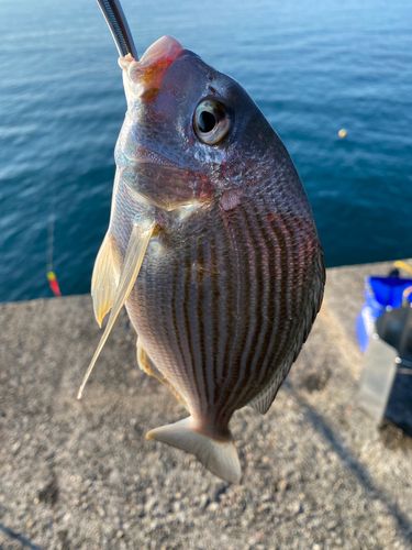 ヘダイの釣果