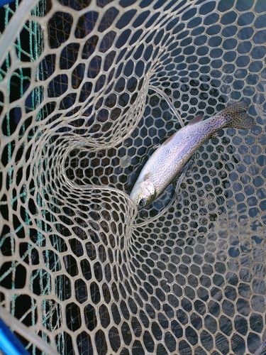 ニジマスの釣果