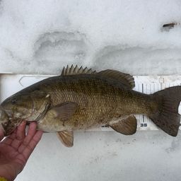 スモールマウスバス