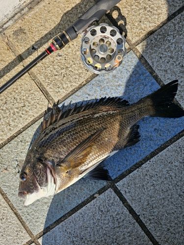 クロダイの釣果