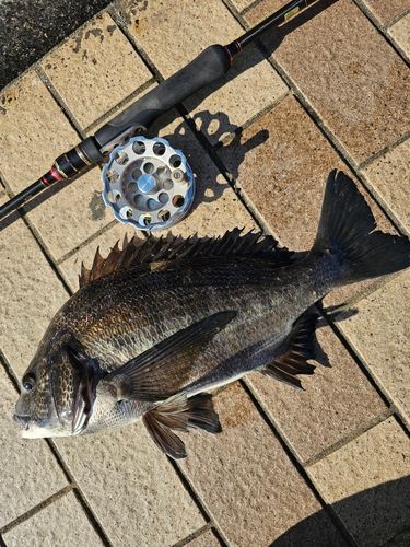 クロダイの釣果
