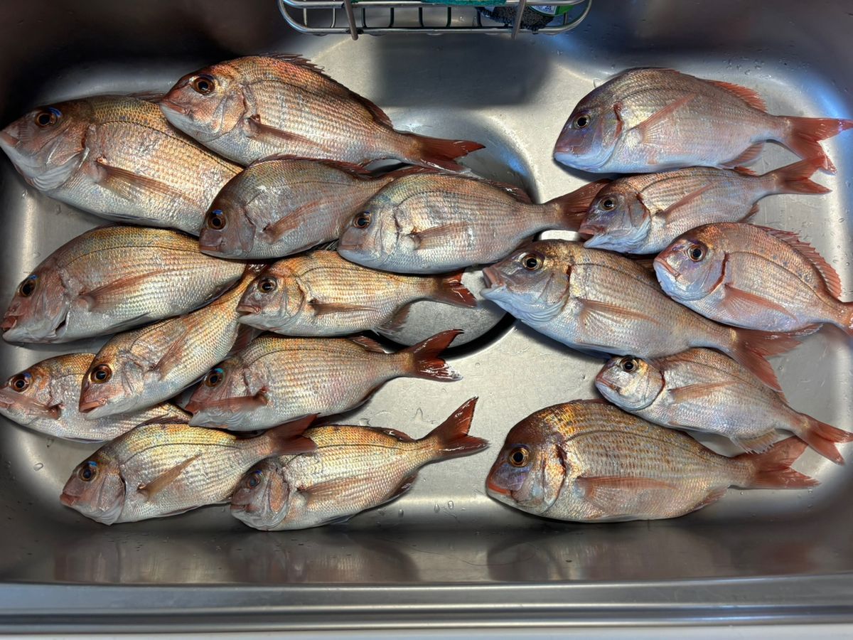 ステルスさんの釣果 1枚目の画像