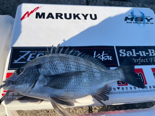 クロダイの釣果