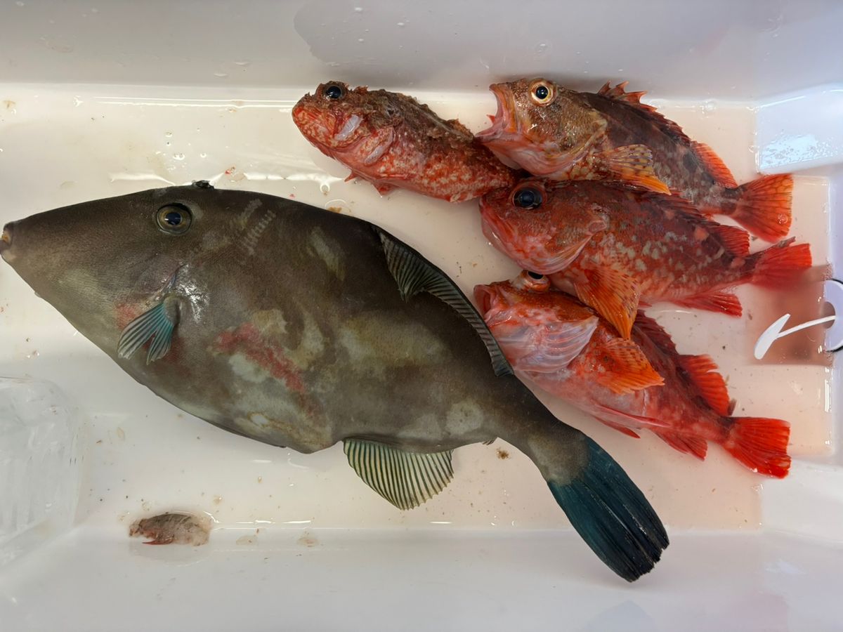 ステルスさんの釣果 2枚目の画像