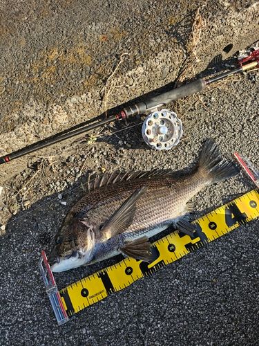 クロダイの釣果