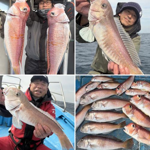 シロアマダイの釣果