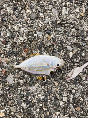 ヒイラギの釣果