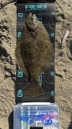 ヒラメの釣果