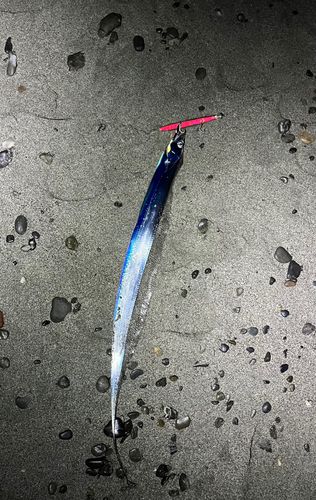 タチウオの釣果