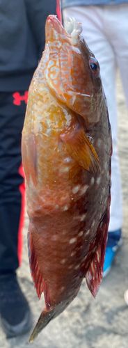 ホシササノハベラの釣果