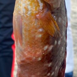 ホシササノハベラ