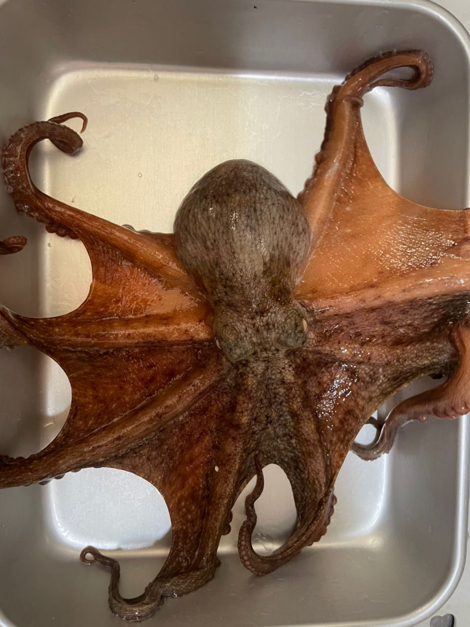 金沢八景のつり吉さんの釣果 1枚目の画像