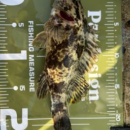 タケノコメバル