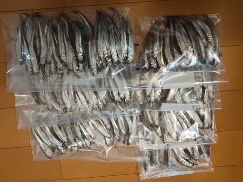 ワカサギの釣果