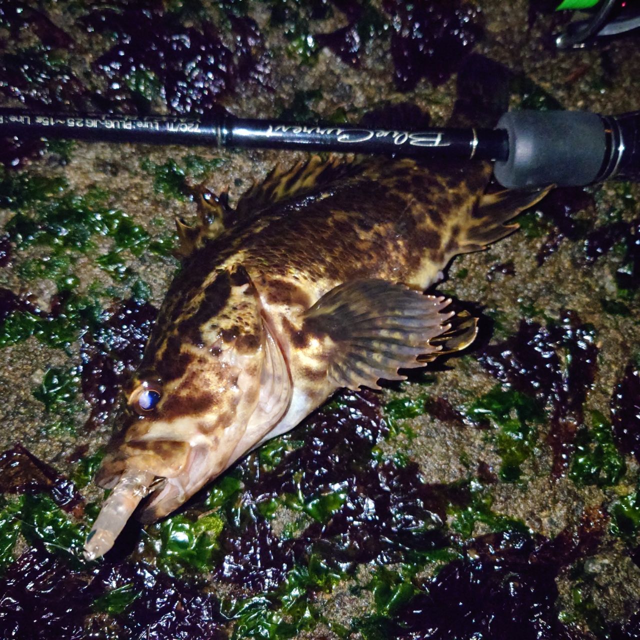 タケノコメバル