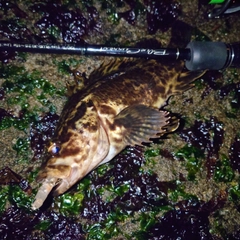 タケノコメバルの釣果