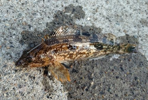 アイナメの釣果