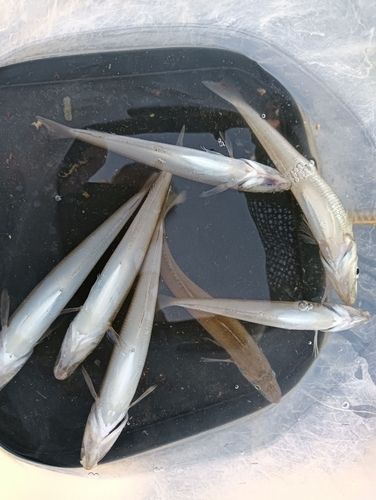 シロギスの釣果