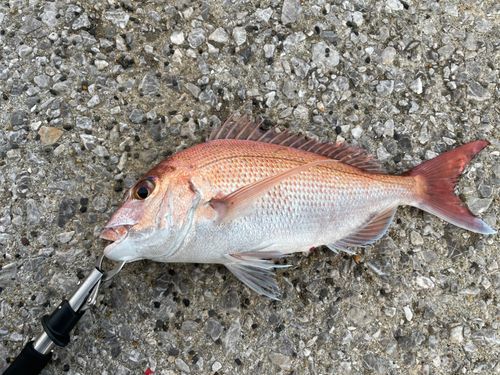 マダイの釣果