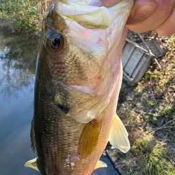 ラージマウスバス