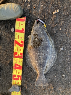 ヒラメの釣果