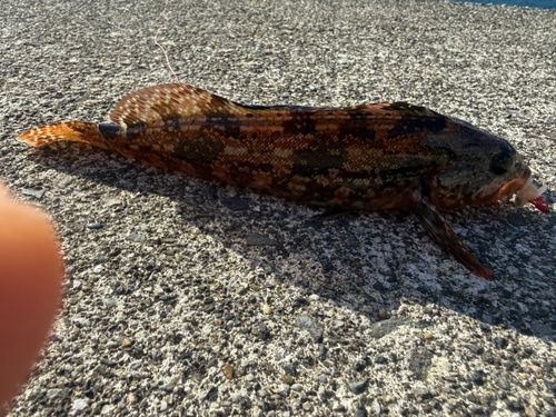 アイナメの釣果