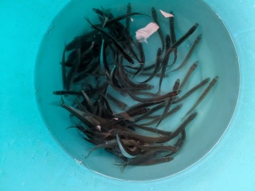 ワカサギの釣果