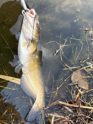 アメリカンキャットフィッシュの釣果