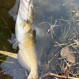 アメリカンキャットフィッシュ