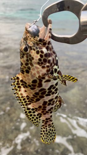 イシミーバイの釣果