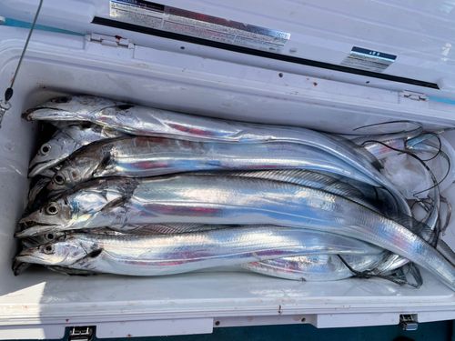 タチウオの釣果