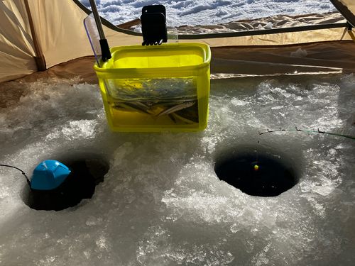 ワカサギの釣果