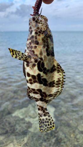 イシミーバイの釣果