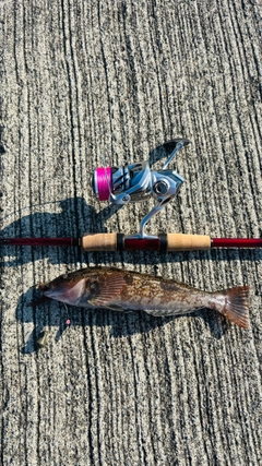 アイナメの釣果