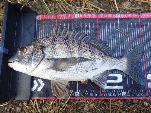 クロダイの釣果