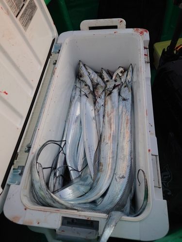タチウオの釣果