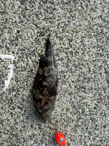 クロソイの釣果