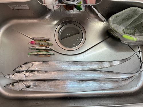 タチウオの釣果