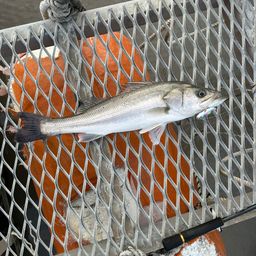 セイゴ（タイリクスズキ）