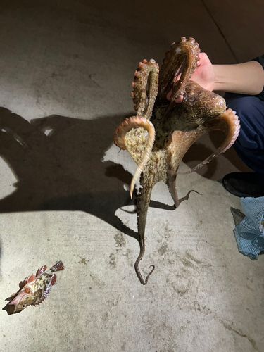 金沢水際線緑地（福浦岸壁）