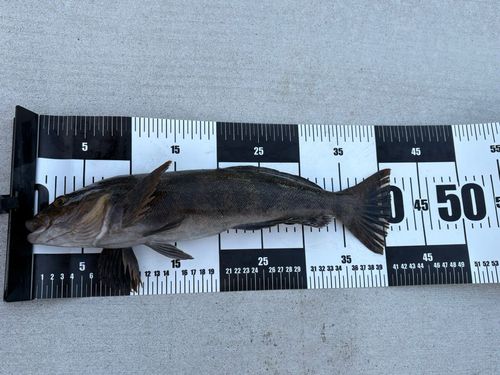 アイナメの釣果