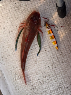 ホウボウの釣果