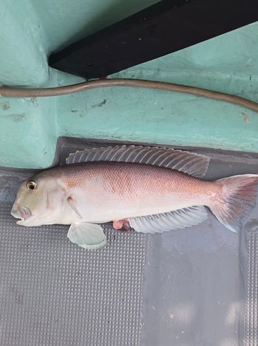 シロアマダイの釣果