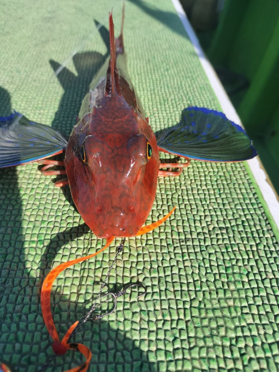 しん☆ちゃんさんの釣果 1枚目の画像